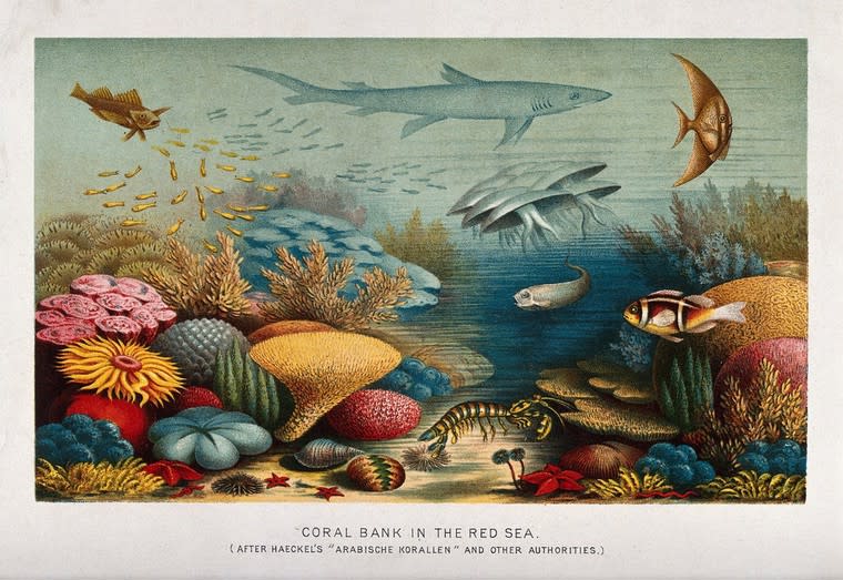A colorful illustration of the coral reef