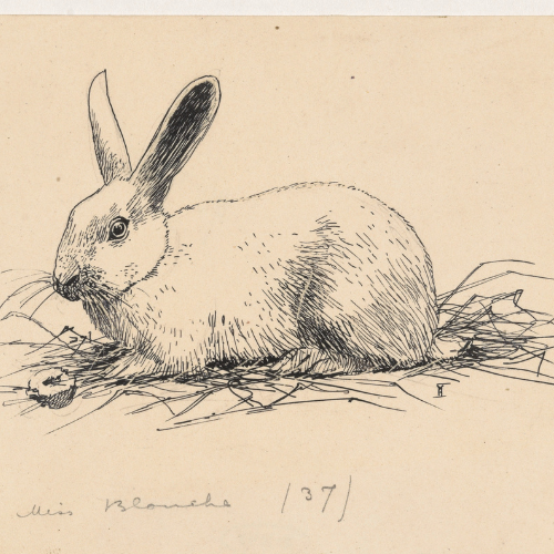 A pen-and-ink drawing of a rabbit lying on a bed of straw. The rabbit faces left with one ear upright and one ear back. The background is plain, and handwritten text appears below the drawing.