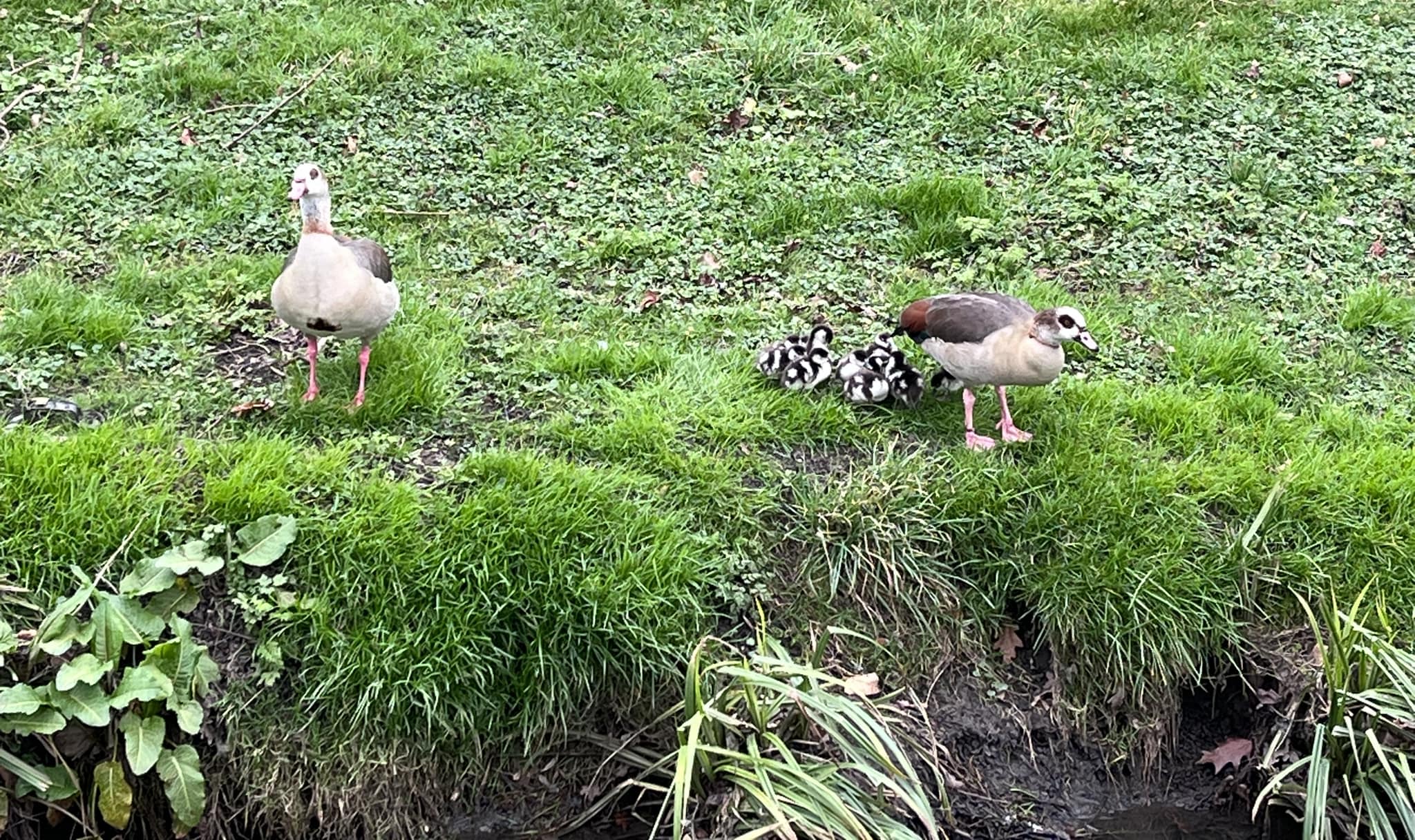 Egyptian Geese young