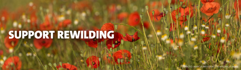 Support rewilding - Daniel Mirlea / Rewilding Europe