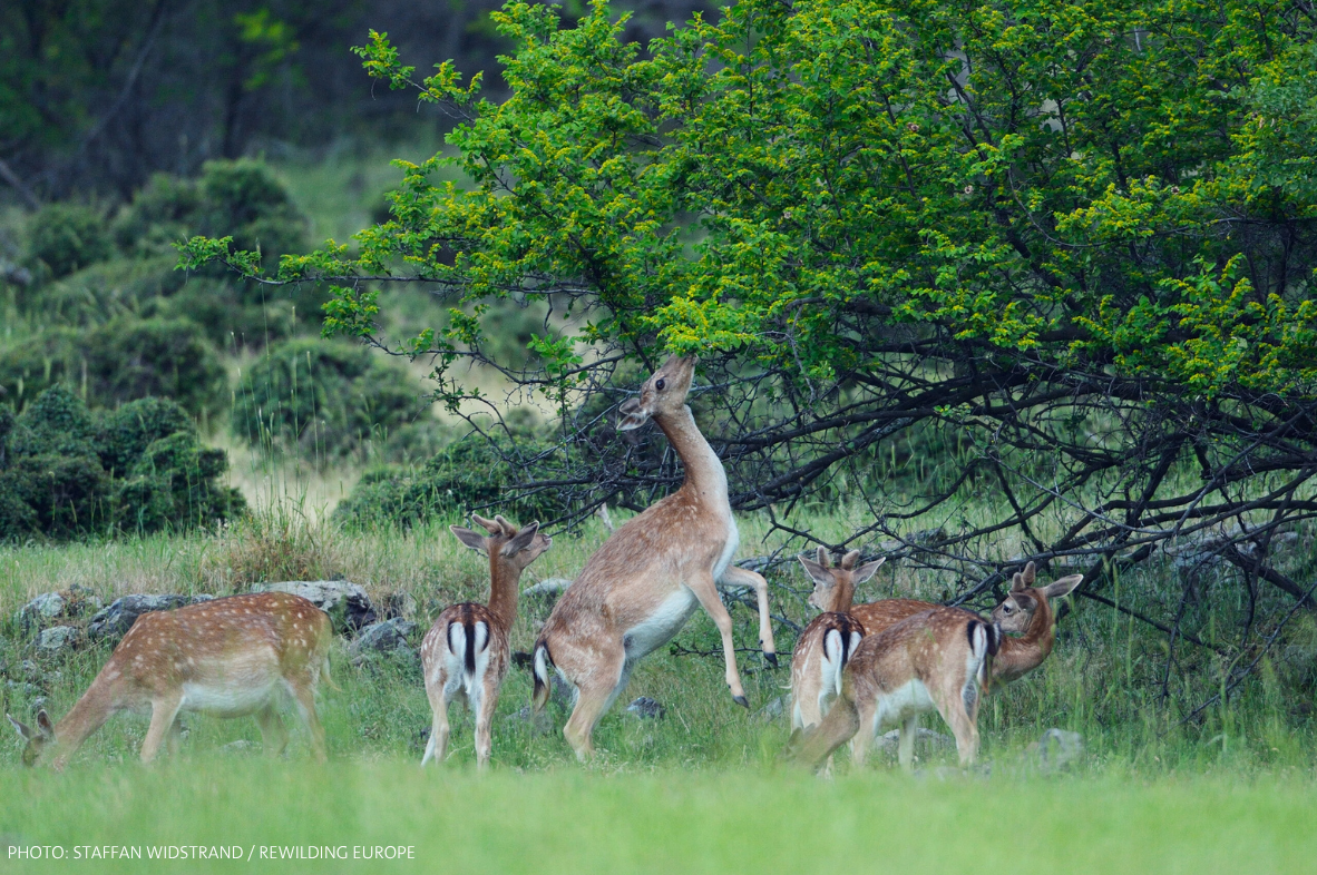Support a wilder Europe - Laurie Campbell / Wild Wonders of Europe