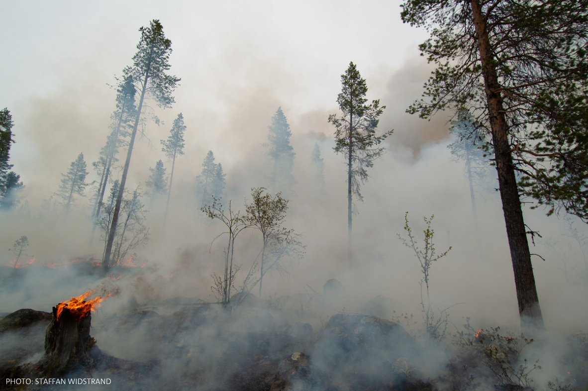 New study finds large herbivores can reduce wildfire risk