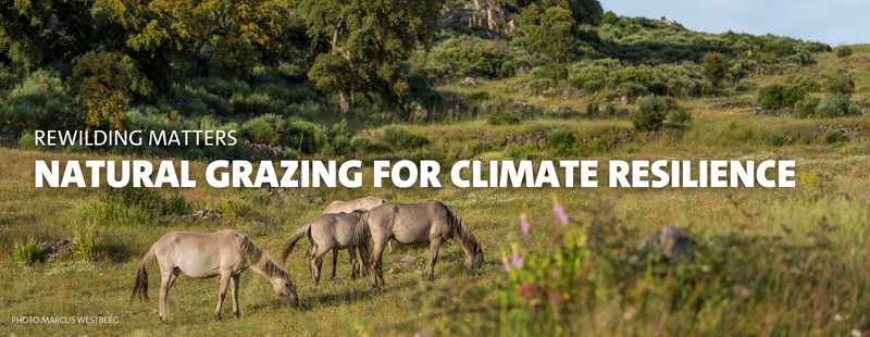 Rewilding Matters