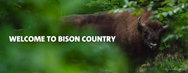 Welcome to bison country