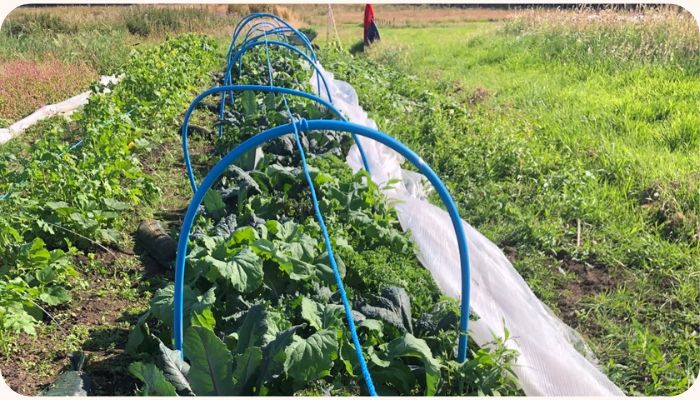 Flourish Garden Volunteering