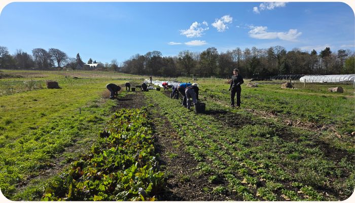 Market Garden Volunteering
