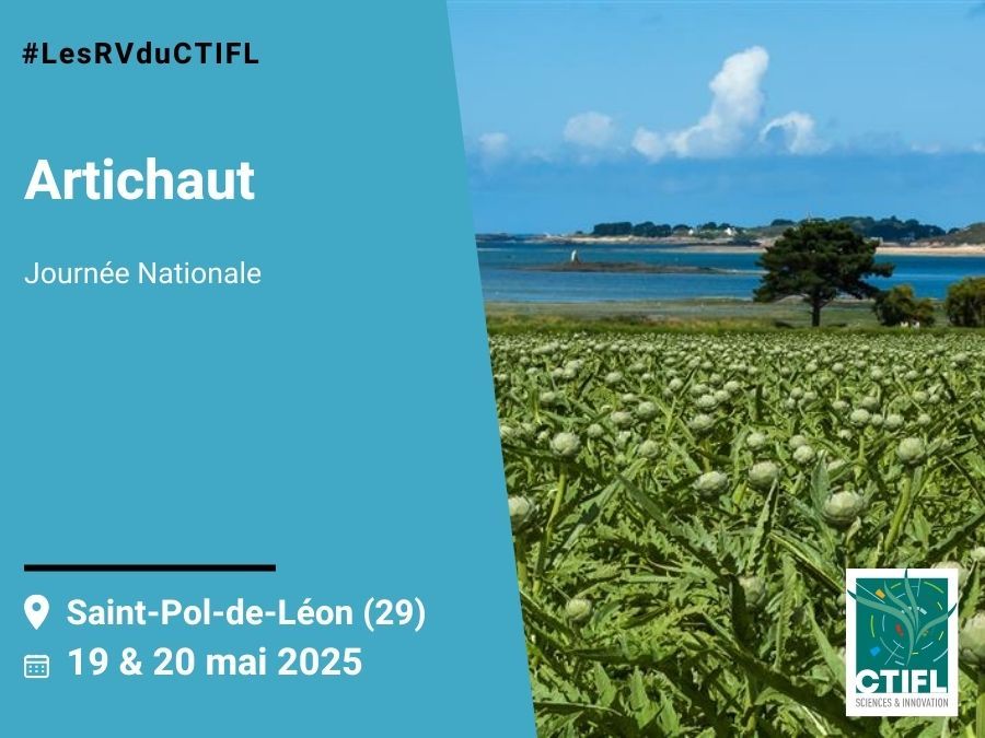 https://stratus.campaign-image.eu/images/161359000002821004_zc_v1_1744366911201_journ_e_nationale_artichaut___19_20_mai___twitter.jpg