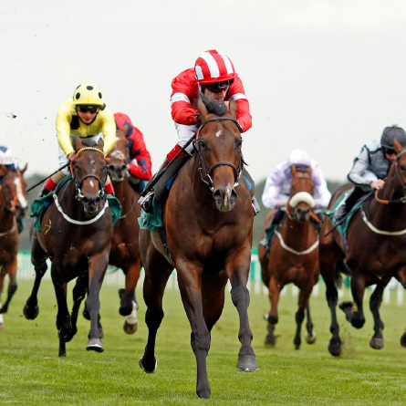 Horses racing close up