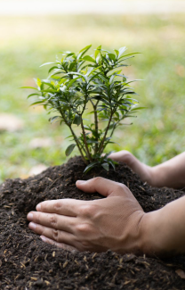 Sapling