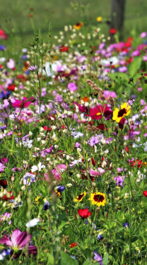 Flower meadow