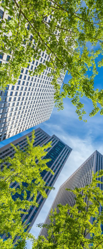 Trees and buildings