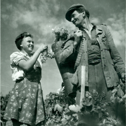 A photo depicting grape harvest