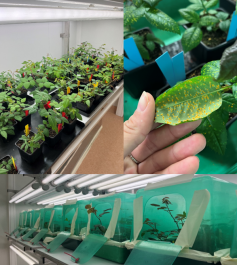 https://stratus.campaign-image.eu/images/161359000002113004_zc_v1_1729072087409_seedbioprotect.jpg