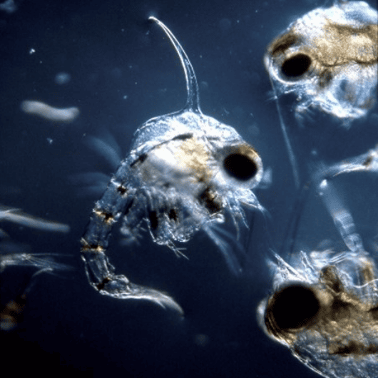 Pointe de Penvins à Sarzeau illuminée par du plancton bioluminescent