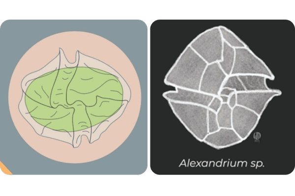 Alexandrium minutum