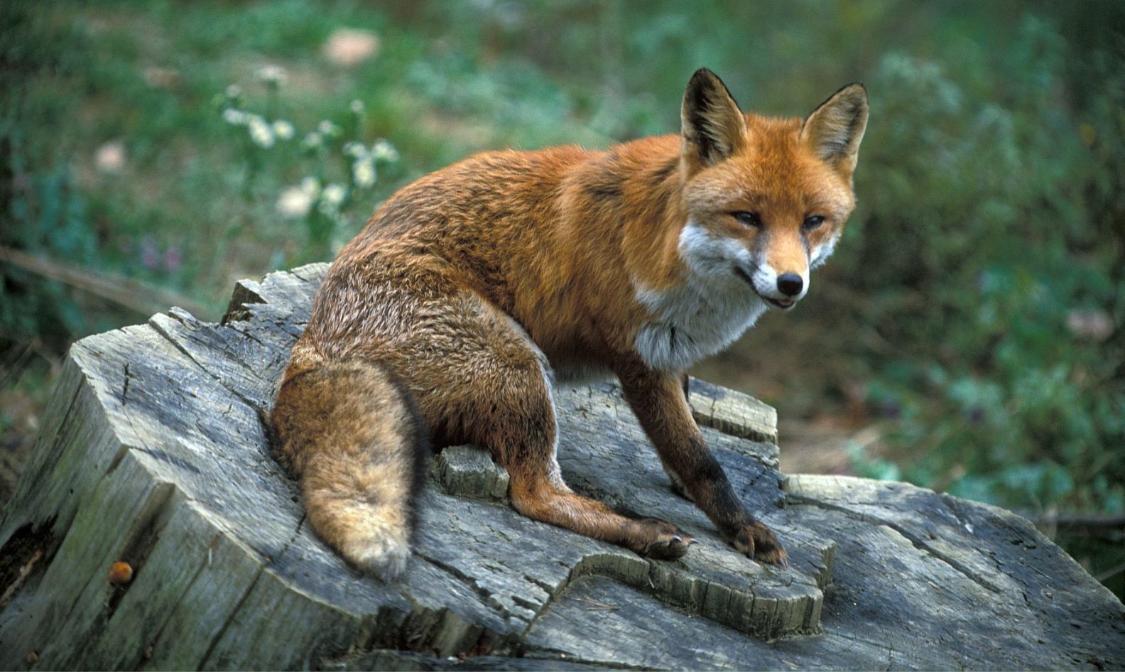 Red Fox