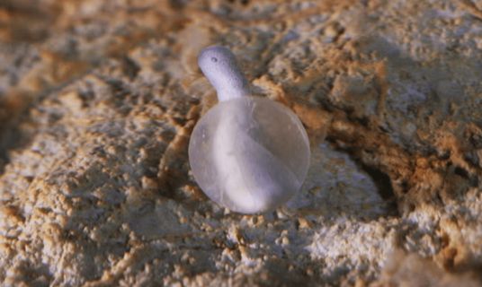 Cave-dwelling olm