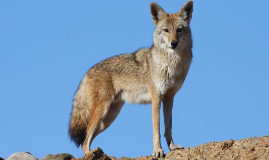 Gender Equality Plan