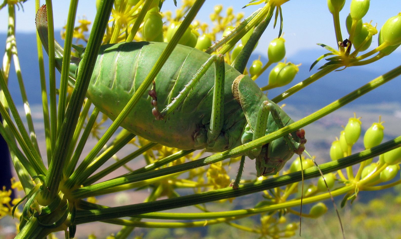 bush-cricket
