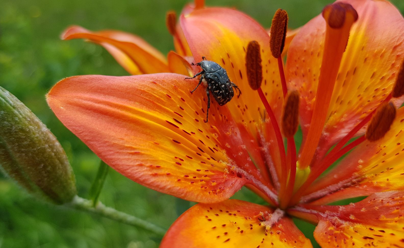 bush-cricket