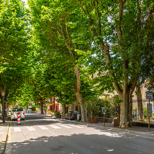 Trees lining a street