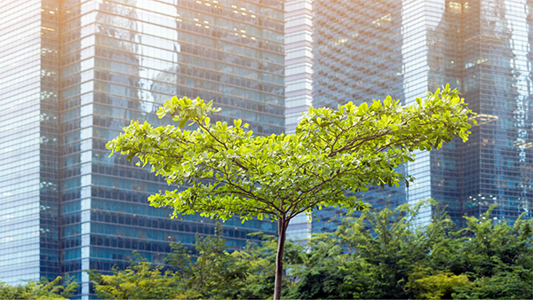 Tree in a city