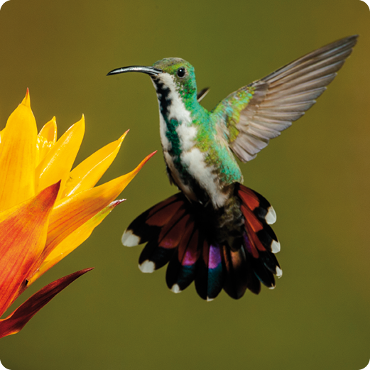 Costa Rica
