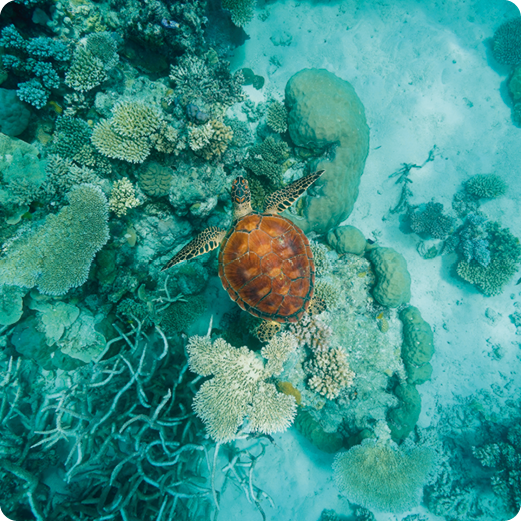 Great Barrier Reef