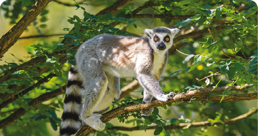Madagascar