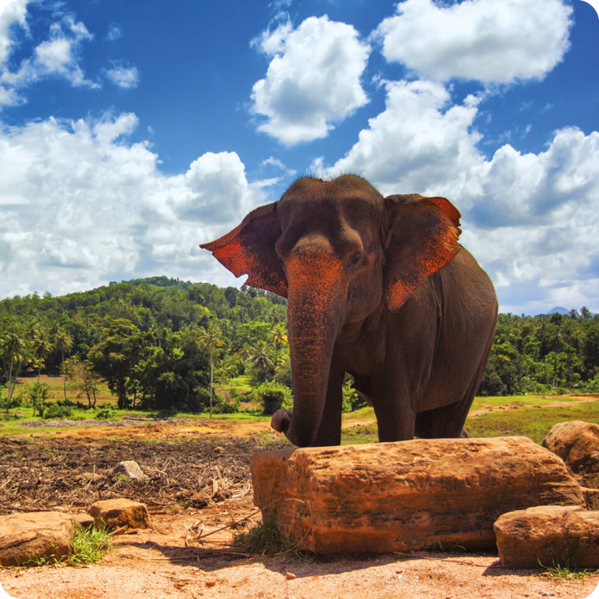 Elephant