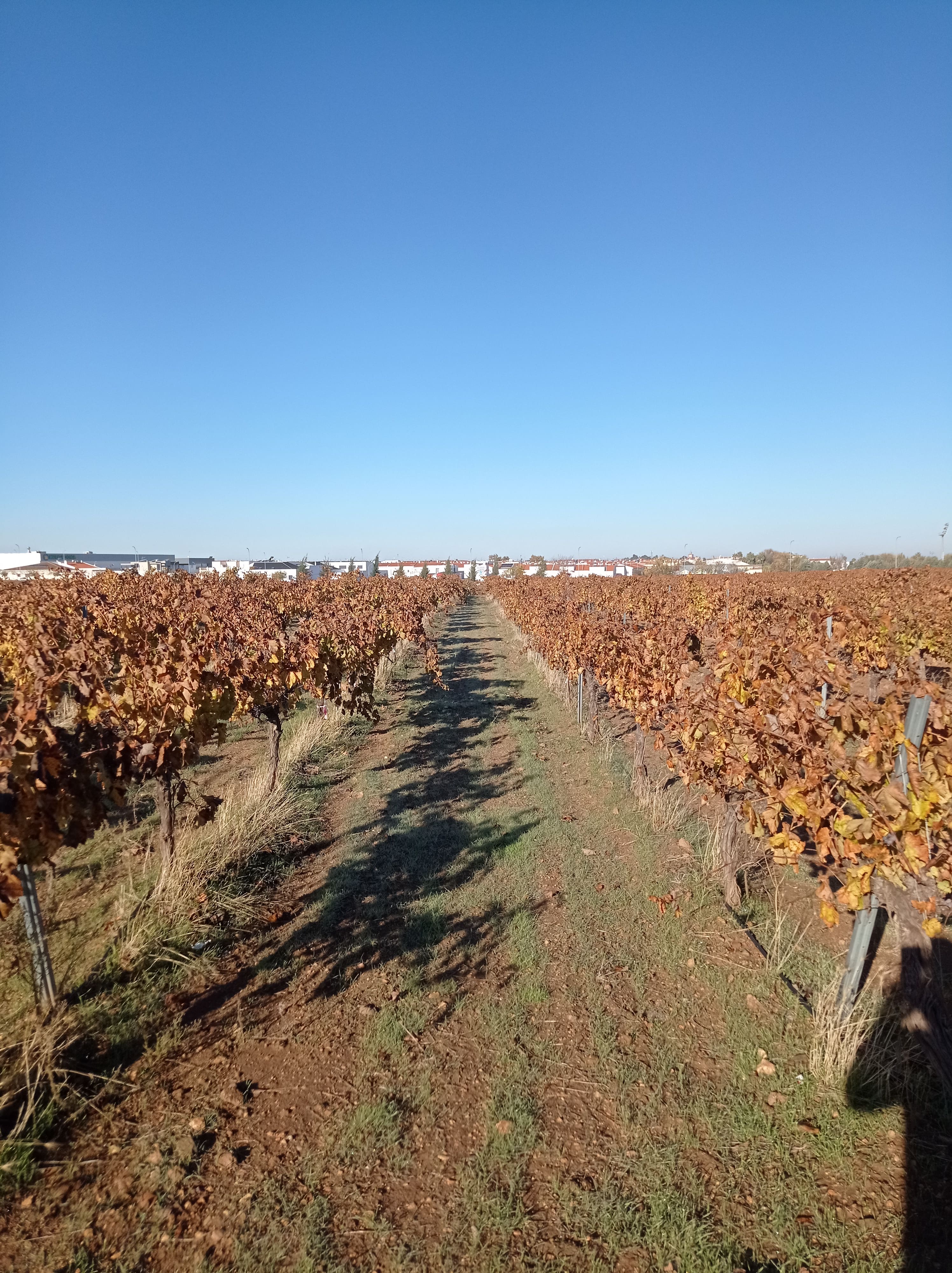 https://stratus.campaign-image.eu/images/88941000008848004_zc_v1_1765790172741_r3_extremadura_1.jpg