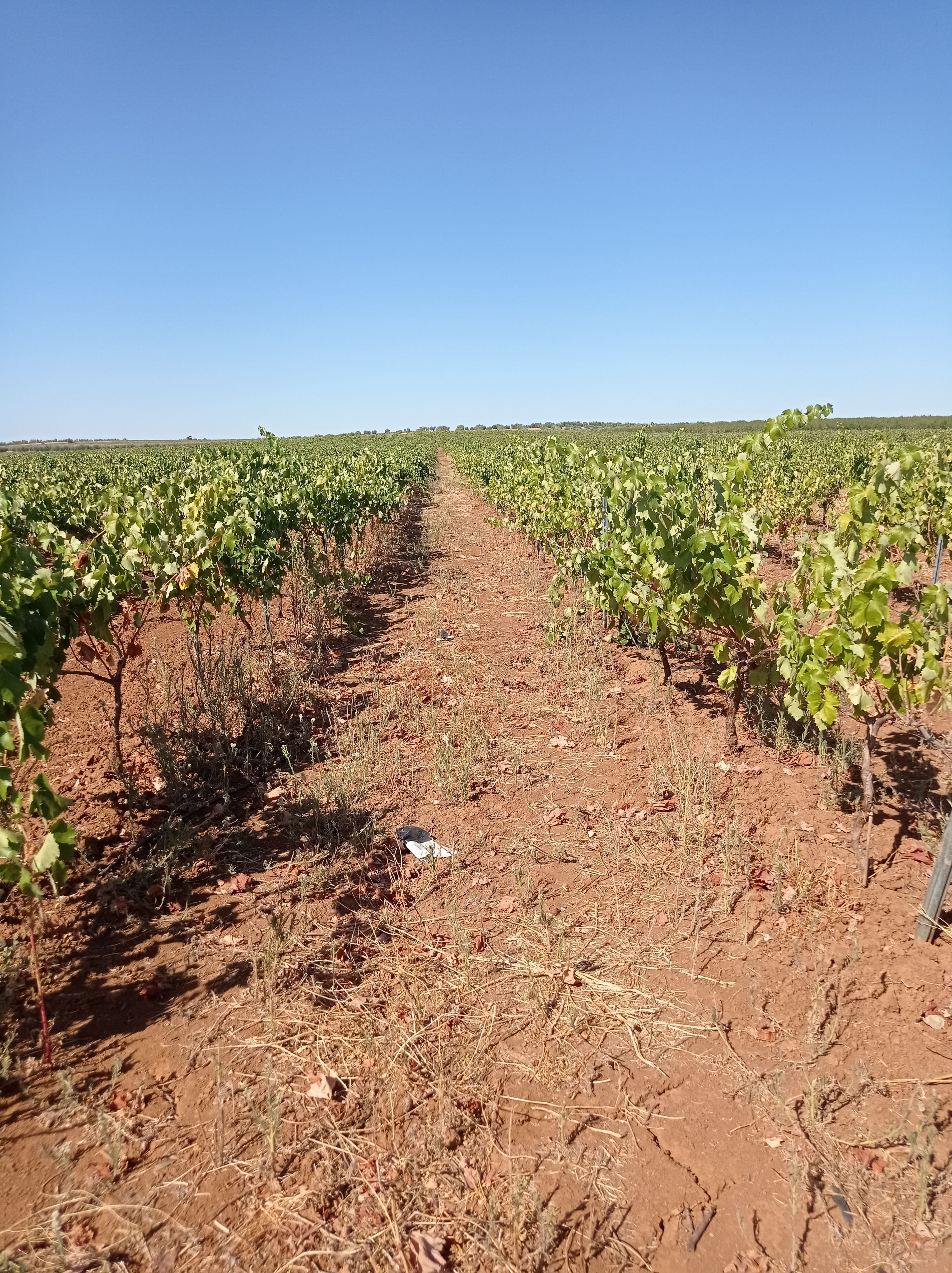 https://stratus.campaign-image.eu/images/88941000008848004_zc_v1_1765790245553_r3_extremadura_4.jpg