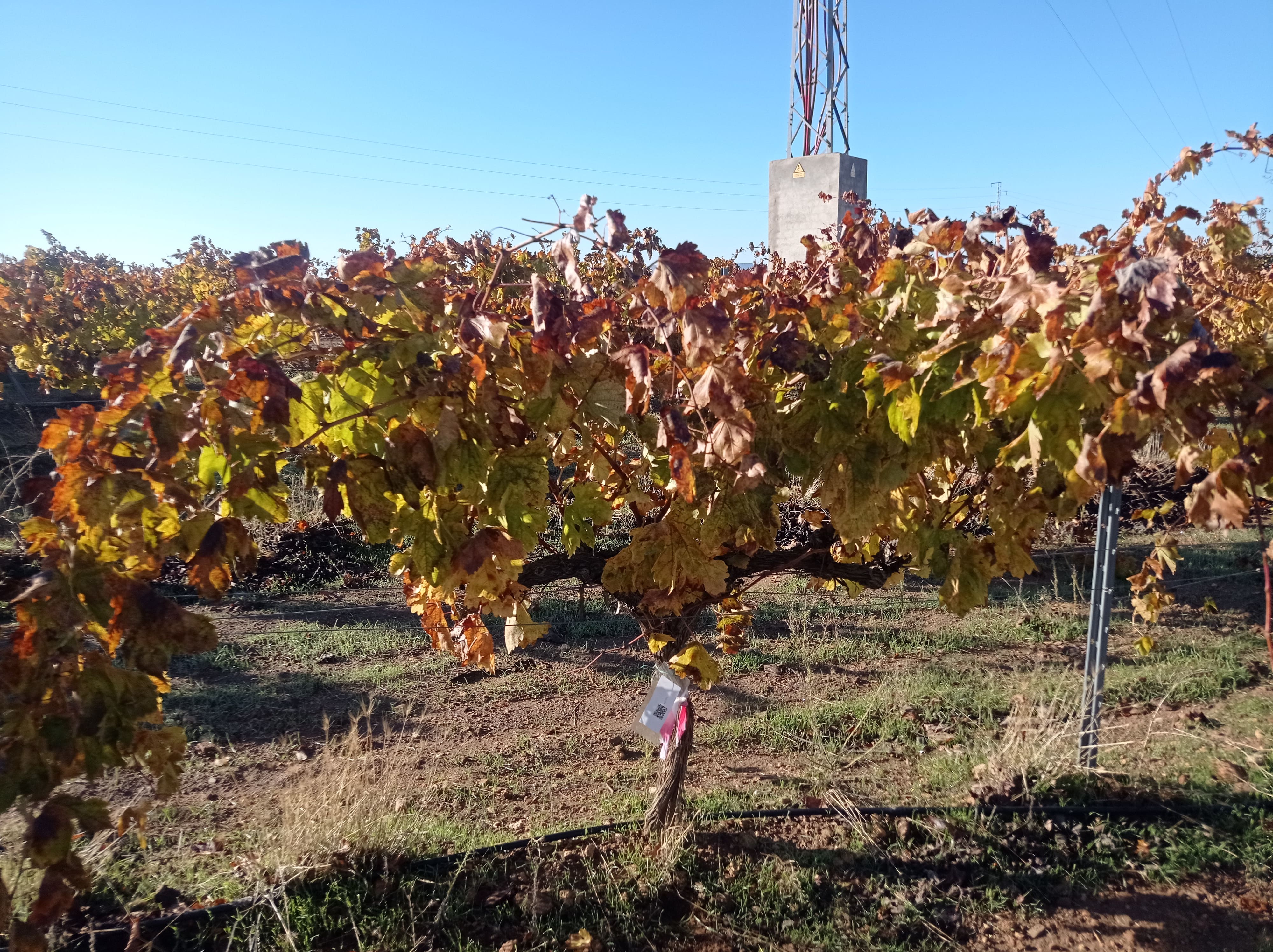 https://stratus.campaign-image.eu/images/88941000008848004_zc_v1_1765790280684_r3_extremadura_2.jpg