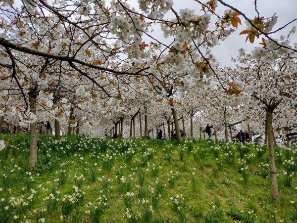 https://stratus.campaign-image.eu/images/99721000002957066_zc_v1_1746180481636_cherry_blossom_garden.jpg